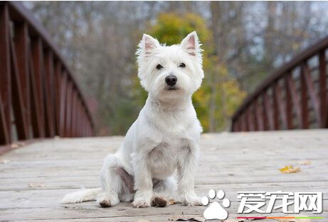 把狗丢下桥泄愤 美国男子将被判刑四年