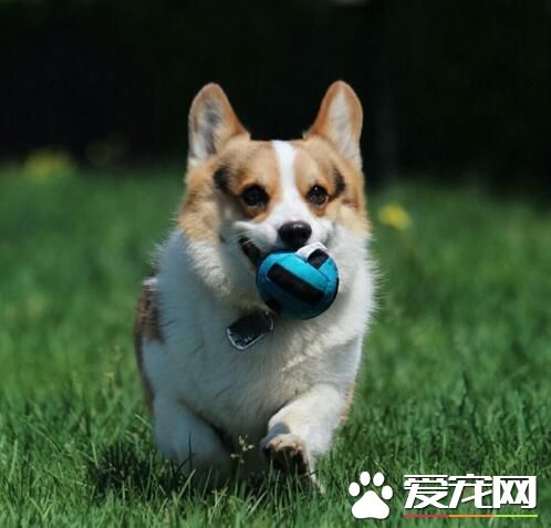 找铲屎官陪我玩球去