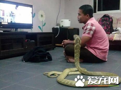 彰县毒蛇伤人2天3起 消防局呼吁民众小心