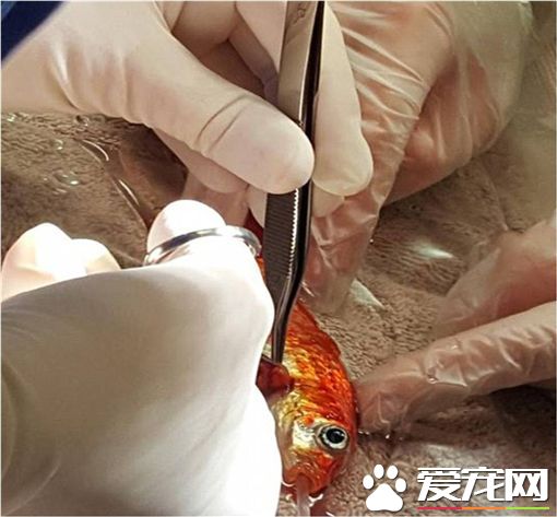 为了救20岁老金鱼 饲主一家砸重金动手术