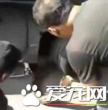 蟒蛇竟也会怕冷 3公尺长巨蟒钻引擎盖取暖