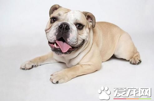 狗狗玩耍吞下木棍 只比身长短五公分