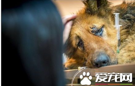 流浪狗遭凶残肢解 变态屠夫遭逮捕却无法定罪