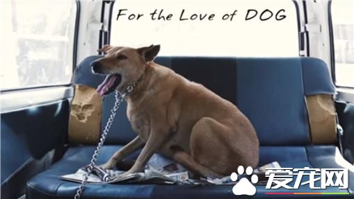 印度男爱狗成痴 存10年积蓄打造流浪狗救护车