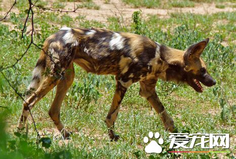 一名三岁女孩在澳昆省费沙岛遭野狗袭击