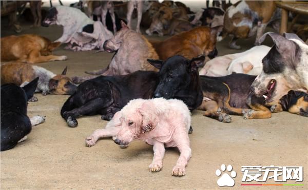 独居男疑猝死多日 16只流浪狗啃食遗体充饥