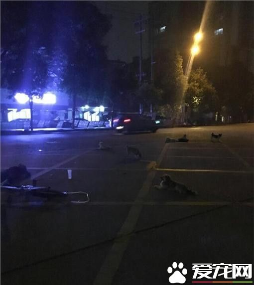 江西老妇人猝死街头 8只流浪狗守护身旁不肯离去