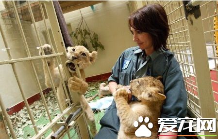 旧金山动物园老虎出笼 游客一死两重伤