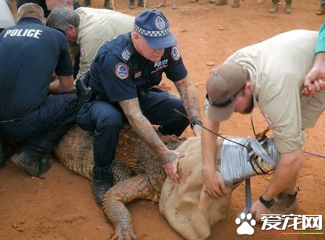 达尔文一盐水鳄现身超市外 咬伤一条狗