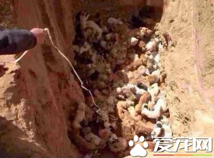 百余条流浪狗被活埋 官方称已交收容所照顾