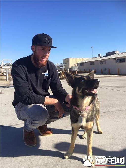 狼犬失足掉海一个月 竟奇迹生还并获救