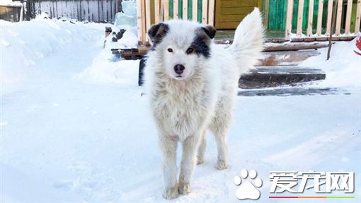 男童遭遗弃受冻两天 暖心狗狗用自己体温相救