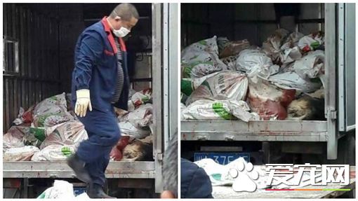 孕妇遭家犬抓伤身亡 全镇大举捕杀数百只狗狗