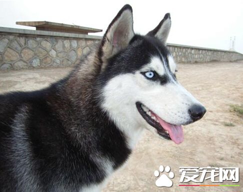 哈士奇混种伤人遭捕 狗主人将被追究责任