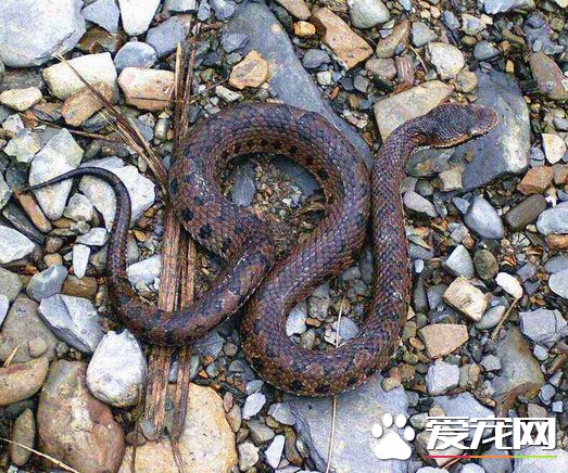 毒蛇咬伤未痊愈 北县一男子伤口感染猝死