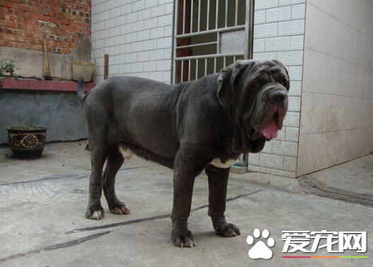 比利时邮递员递信遭恶狗袭击 身体多处被咬伤