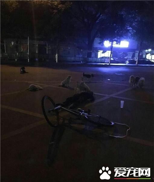 江西老妇人猝死街头 8只流浪狗守护身旁不肯离去