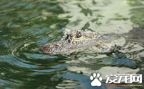 巴西一名女童溪中戏水 惨遭短吻鳄咬死　
