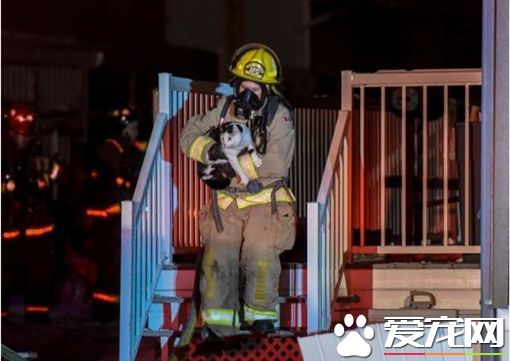 淩晨家中失火 猫咪咬醒主人助全家逃出