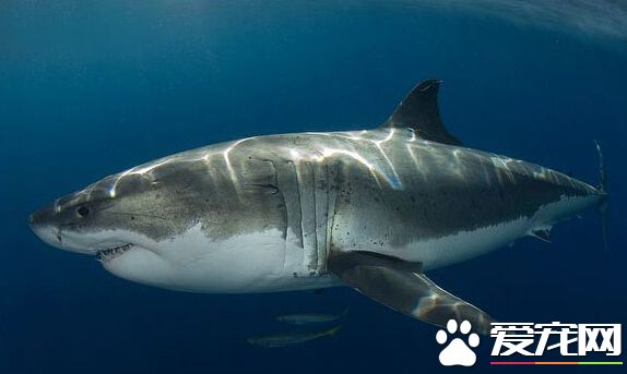 拜伦湾海滩女游客被噬人鲨袭击 幸运脱险