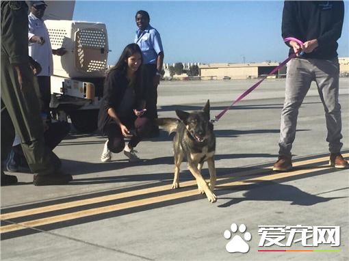 狼犬失足掉海一个月 竟奇迹生还并获救