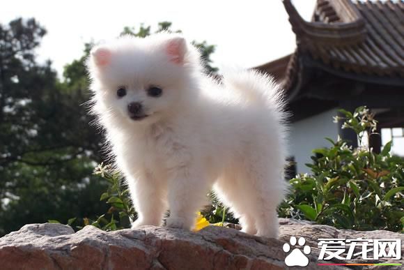 机场托运遭拒狠摔博美 饲主身份遭曝光