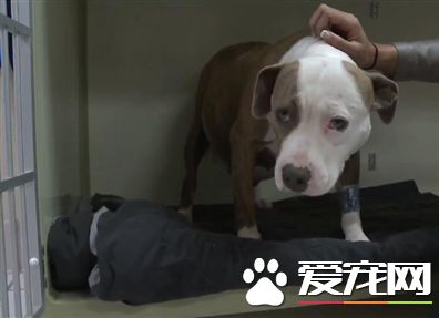 美国惊爆狗狗被出租当性奴 遭人类残忍性虐