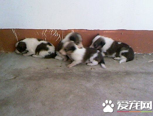 残害九只小狗 澳纽省男被判监18个月