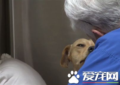 美国惊爆狗狗被出租当性奴 遭人类残忍性虐