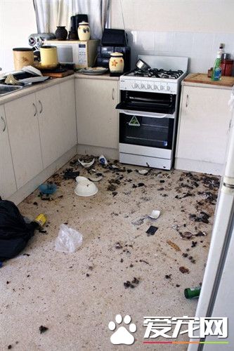 澳洲饲主反锁弃养 14只猫咪互啃求生存