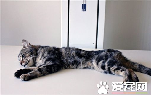 澳洲饲主反锁弃养 14只猫咪互啃求生存