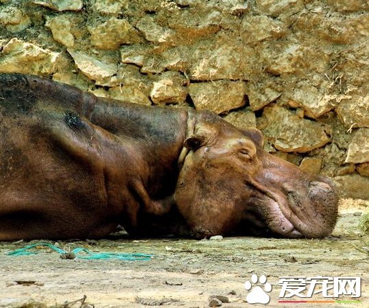 乌干达爆发炭疽病 近百多只河马不幸死亡