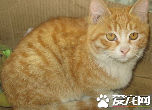 勇敢小猫挡子弹救主 遭轰头后竟奇迹生还