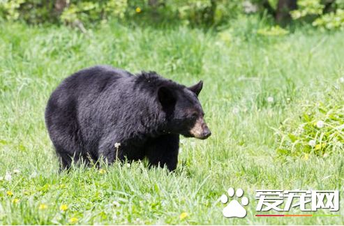 少女野外遭黑熊袭击 所幸装死保住一命