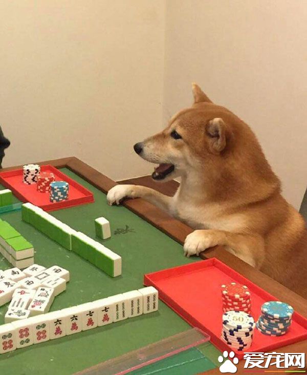 快点出牌吧，我等得花儿也谢了