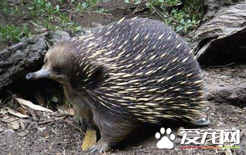 澳昆省被窃针鼹鼠已救回  两名窃贼遭起诉