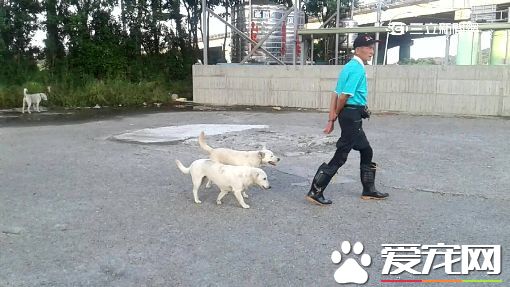 幼女遭流浪狗攻击 父持棒泄恨遭指控虐狗