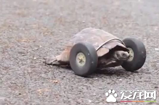 宠物龟被鼠咬断脚 机械师为其装上两个前轮