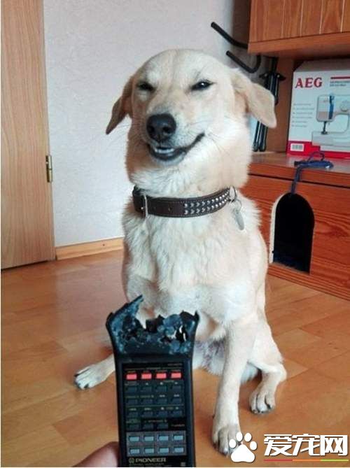 一看就知道绝对是惯犯