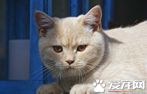 猫窜入悉尼奥林匹克园恐遭厄运  猫主人或被罚