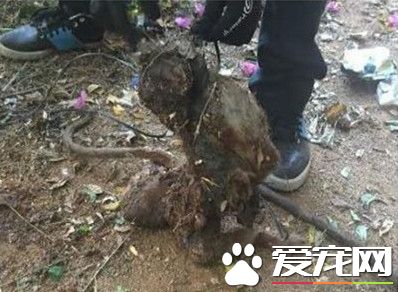 母猴惨遭医学生虐杀 极度凶残手段令人发指