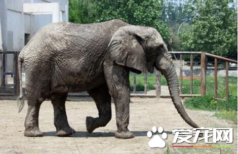 昆明动物园大象受惊 将相处10年饲养员踩死