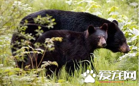 加拿大一加油砂工场遇黑熊袭击 女工丧命