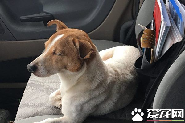 小狗在路边等候 带善心路人救兔子朋友