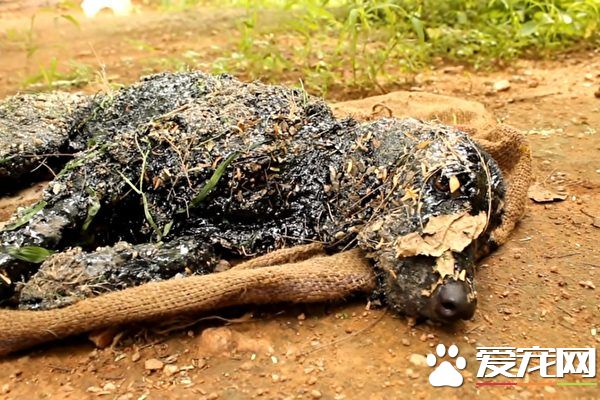 小狗身着沥青动弹不得 众人齐力救它一命