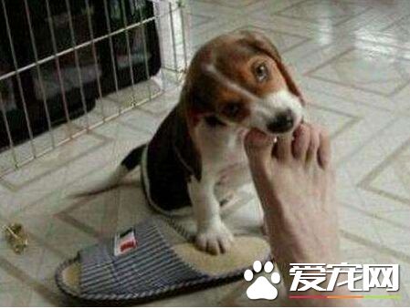 患有糖尿病的主人被狗狗咬断脚趾 救其一命