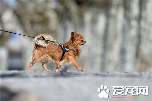 忠犬吉娃娃 不离不弃守护昏迷女主人