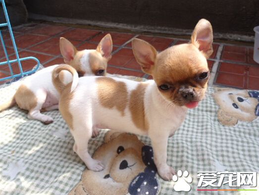 英国约克郡民宅进贼 五只名贵小狗被盗