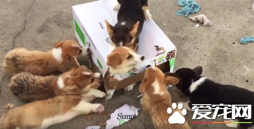 伙伴遭困 一群柯基犬狂咬纸箱来救援