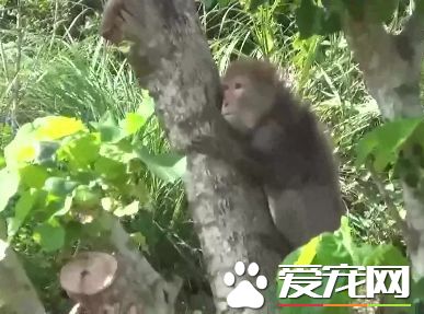野生猕猴闯民宅觅食 抓狂咬伤8月大女婴
